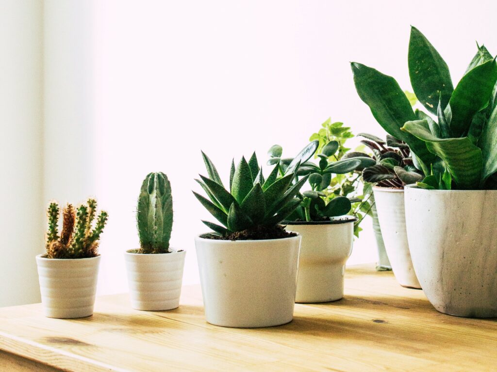 Des plantes en pot pour les invités de votre mariage